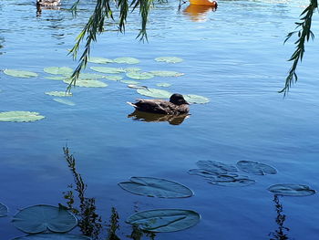 High angle view of ducks swimming in lake