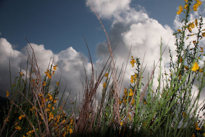 Close-up of flowering plants on field against sky