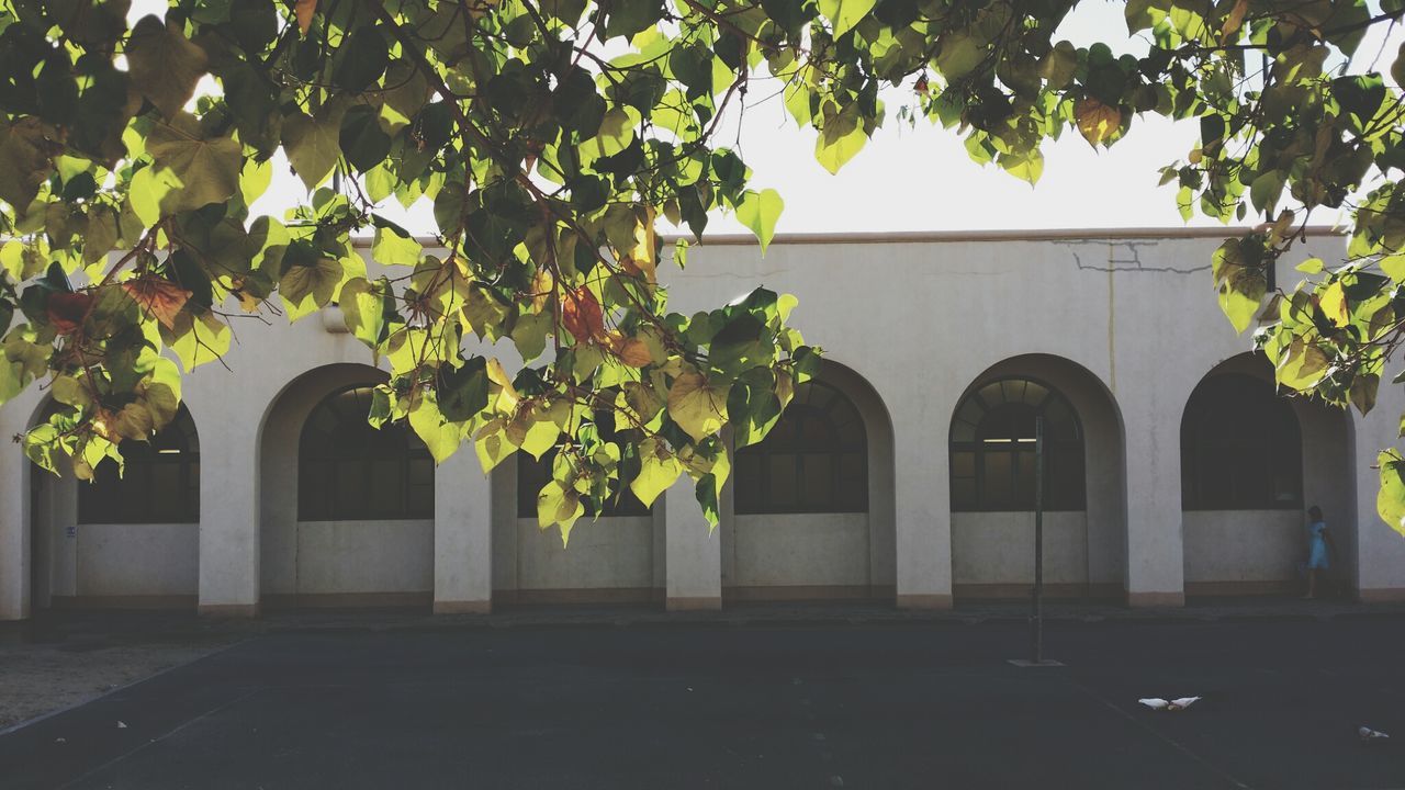 architecture, building exterior, built structure, tree, growth, window, house, potted plant, plant, low angle view, clear sky, sunlight, residential structure, outdoors, branch, building, residential building, no people, leaf, day