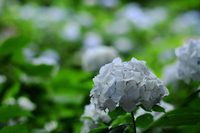 Close-up of white  hydrangea in park