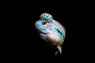Close-up of fish against black background