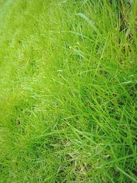 Full frame shot of green grass