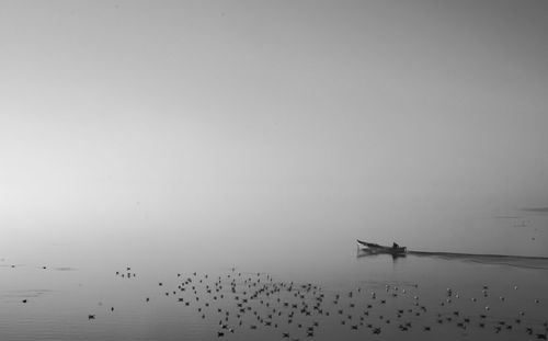 Flock of birds in sea against clear sky