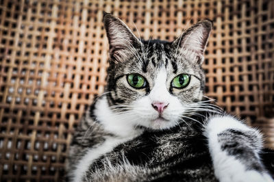 Close-up portrait of cat