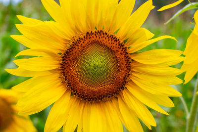 Close-up of sunflower