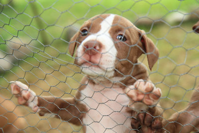 Portrait of puppy on chainlink fence