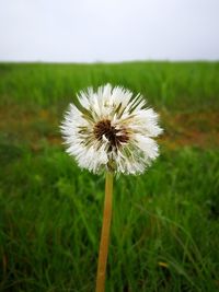 Close-up of dandelion flower on field