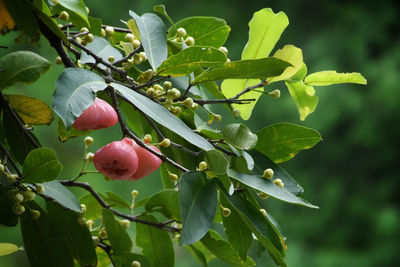 Close-up of red berries growing on tree