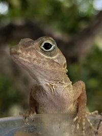 Close-up of lizard