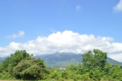 Trees on landscape against sky