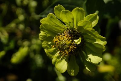 Close-up of insect on plant