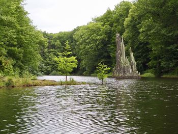 Scenic view of lake in forest against sky