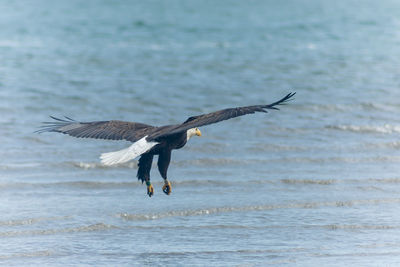 Full length of bald eagle flying over sea