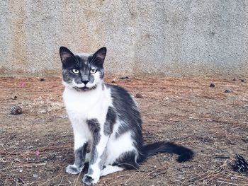 Portrait of cat sitting outdoors