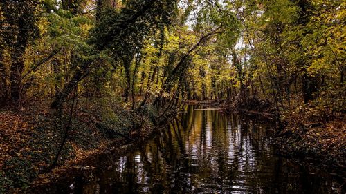 Scenic view of lake in forest