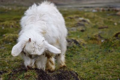 Pashmina goat on grazing on field