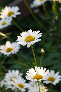 Close-up of white daisy flowers