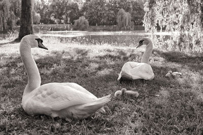 Swan in a lake