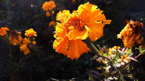 Close-up of yellow flowers