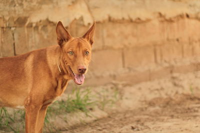 Portrait of a dog