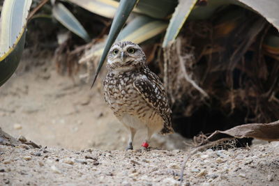 Bird perching on ground