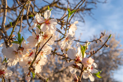 Low angle view of cherry blossoms in spring