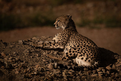 High angle view of cheetah sitting on rock