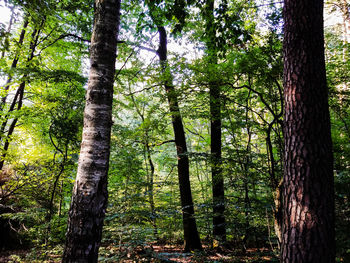 Low angle view of trees in forest