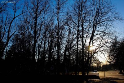 Trees against sky during sunset