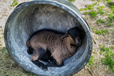 High angle view of animal sleeping on field