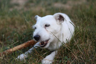 Close-up of a dog on field