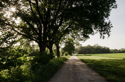 Road amidst trees against sky