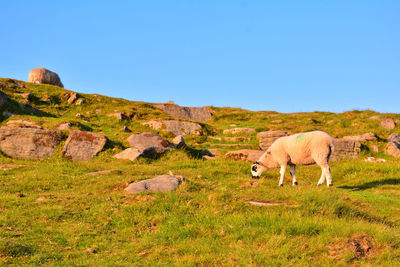 Sheep in a field