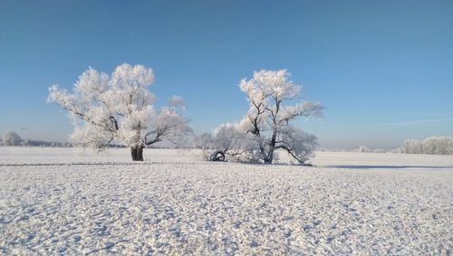 Trees on snow covered field against sky