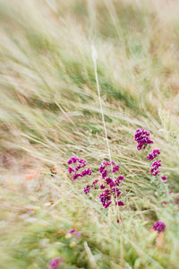 Close-up of pink flowers blooming in field