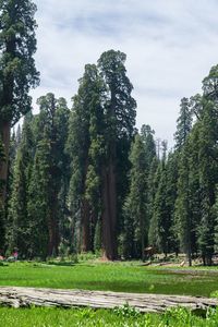 Trees in park against sky
