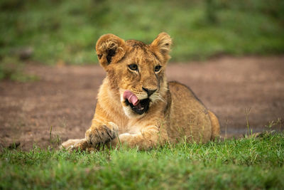 Close-up of lion cub lying licking lips