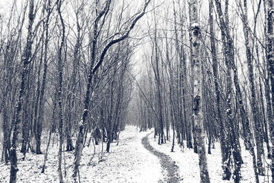 Bare trees in forest during winter