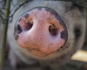 Close-up of pig snout
