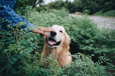 Cropped image of hand touching dog