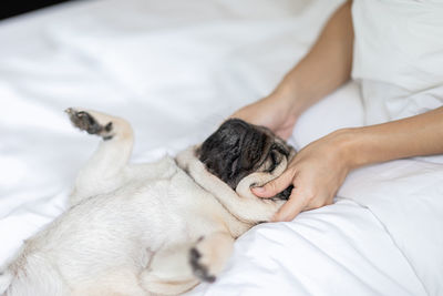 Woman giving massage to pug in bed