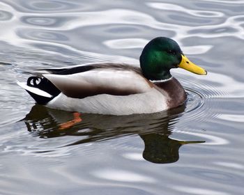 Duck swimming in a lake