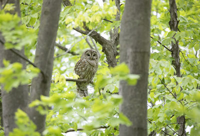 Bird perching on a tree