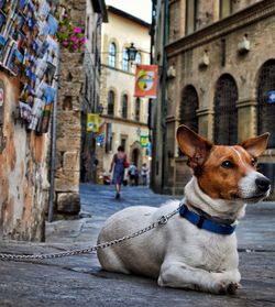 Portrait of a dog looking away on street