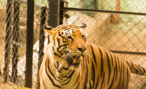 Close-up of tiger in cage at zoo