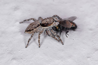 Close-up of spider