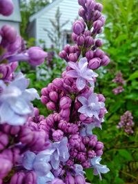 Close-up of pink flowering plant