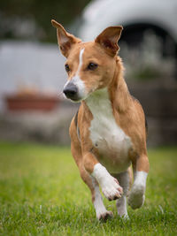 Portrait of a dog on field