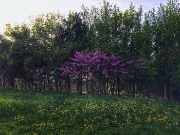 Purple flowers on tree