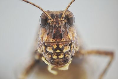 Close-up of a lizard